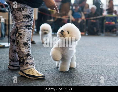Rostock, Deutschland. 05 Okt, 2019. Eine französische Bichon Frisé Zucht Hund während der Auswertung am internationalen Rassehund Ausstellung in der Rostocker Kunsthalle. Rund 2.000 Rassehunde aus 250 verschiedenen Rassen konkurrieren auf dem Rostocker Messe mit internationalen Richtern beurteilt zu werden. Credit: Frank Hormann/dpa/Alamy leben Nachrichten Stockfoto