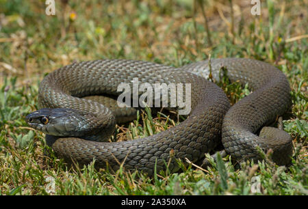 Iberischen Ringelnatter (Natrix astreptophora) Aalen in Kantabrien, Nordspanien Stockfoto