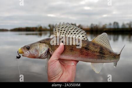 Zander gefangen auf Handgefertigtem jig Köder, Herbst fangen Stockfoto