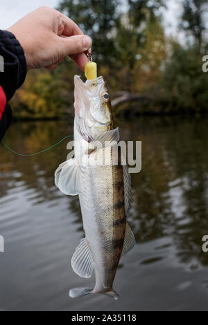 Zander gefangen auf Handgefertigtem jig Köder, Herbst fangen Stockfoto