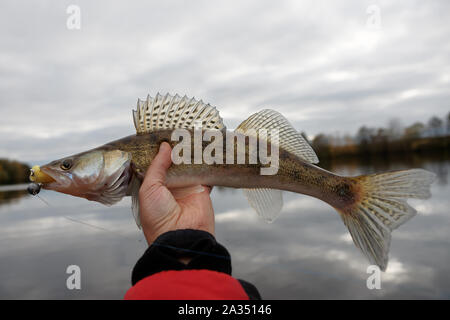 Zander gefangen auf Handgefertigtem jig Köder, Herbst fangen Stockfoto