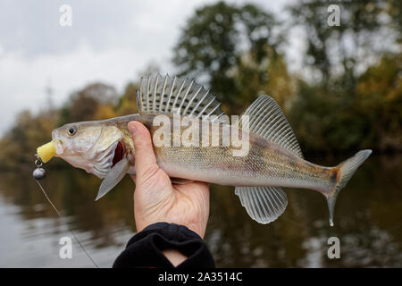 Zander gefangen auf Handgefertigtem jig Köder, Herbst fangen Stockfoto