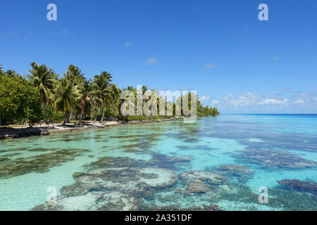 Palmen Linie einen Sandstrand, neben einer tropischen Lagune mit Korallen unter strahlend blauem Himmel gefüllt Stockfoto