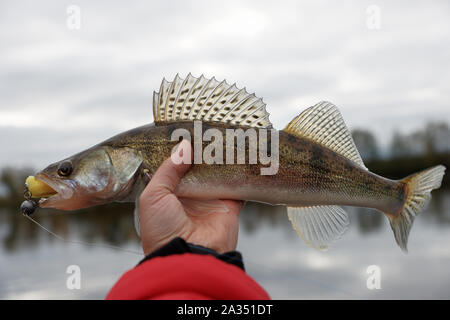 Zander gefangen auf Handgefertigtem jig Köder, Herbst fangen Stockfoto