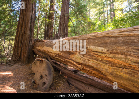 Big Basin Redwoods State Park. Santa Cruz County, Kalifornien, USA. Stockfoto