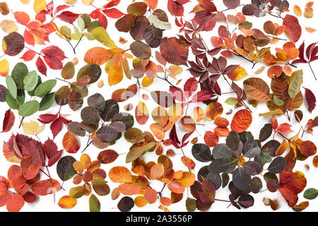 Buntes Herbstlaub auf weißem Hintergrund Stockfoto