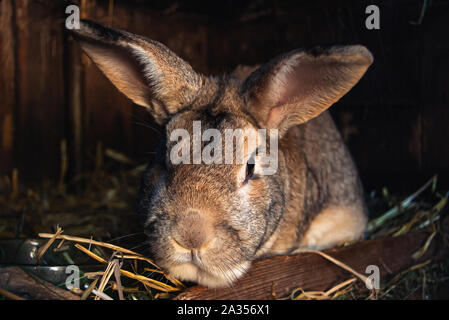 Männliche braun Kaninchen in seinen Stall Stockfoto