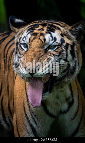 Männliche Tiger knurrenden dramatische Pose Stockfoto