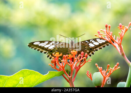 Nahaufnahme einer braunen Butterfly ist die Bestäubung Blüte Stockfoto