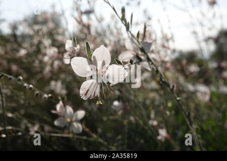 Kleine weiße Blume der gaura lindheimeri oder wirbelndes Schmetterlinge in der Sonne mit Morgentau ooenothera lindheimeri, lindheimer's beeblossom Nahaufnahme Stockfoto