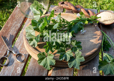 Vorbereitung der Malve Malva neglecta Sirup aus frischen Pflanzen- und Rohrzucker, im Freien Stockfoto