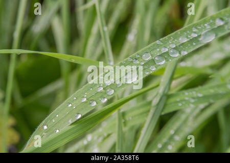 Makro Nahaufnahme von Wassertropfen auf einem Grashalm. Blatt mit Wassertropfen. Stockfoto