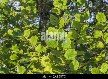 Herbstliche Sonne zurück - Beleuchtung die Blätter der Hasel/Corylus avellana Strauch in Cornish Hecke. Stockfoto