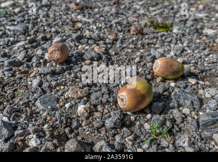 Drei gefallenen Eiche Eicheln auf einem Kies Country Track isoliert. Eicheln kann als menschliches Essen, Hunger essen, überleben Essen, extreme Lebensmittel verwendet werden. Stockfoto