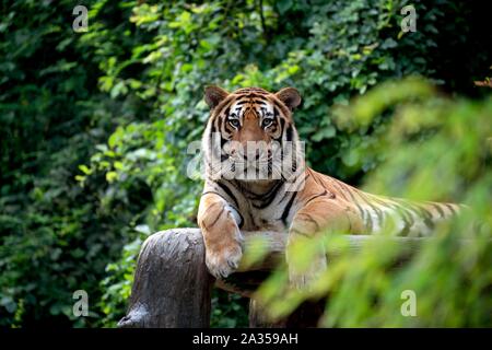 Bengal Tiger liegend unter Green Bush Stockfoto