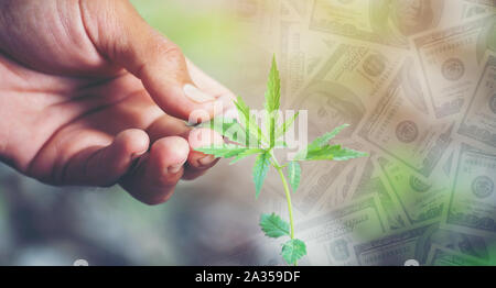 Hand halten junge Cannabis Baum mit Dollar Banknote im Hintergrund Stockfoto