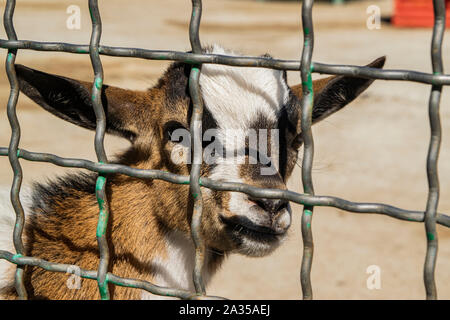 Junge hinter dem Zaun im Zoo. Close-up Portrait Stockfoto