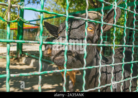 Nach Ziege hinter dem Zaun im Zoo. Close-up Portrait Stockfoto