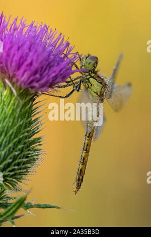 Schöne Natur Szene mit Libelle Vagrant darter (Sympetrum vulgatum). Makroaufnahme der Libelle auf die Blume. Stockfoto