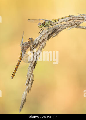 Schöne Natur Szene mit zwei Libellen. Makroaufnahme der Libelle auf die Blume. Stockfoto