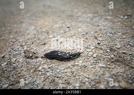 Schwarzen Riesen Arion Ater slug auf schotterweg Nahaufnahme Stockfoto