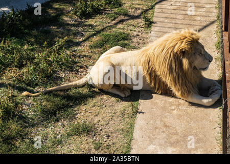 Nach Löwe im Zoo liegt ruhig in der Voliere Stockfoto