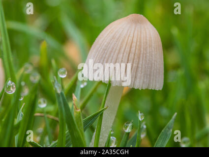 Plissee inkcap, Coprinus plicatilis, Parasola plicatilis, Pilze, am Morgen im Regen und Tau erscheinen, auf einer Wiese in einem britischen Garten in Octobe Stockfoto