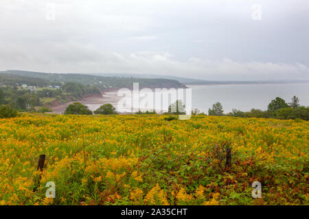 Gelbe Blüten mit Blick auf die Bucht von Fundy in der Wirtschaft von Nova Scotia. Stockfoto