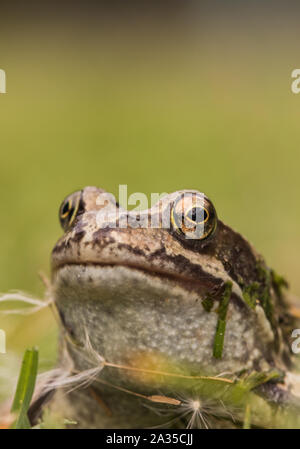 Grasfrosch in einem britischen Garten im Oktober 2019. Stockfoto