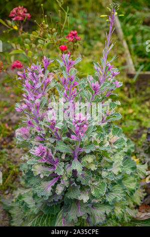 Bunt dekorativ Kohl mit Blättern in grün und lila Farbtönen close-up Stockfoto