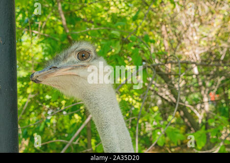 Nach Strauß in den Zoo. Close-up Portrait gegen grüne Laub Stockfoto