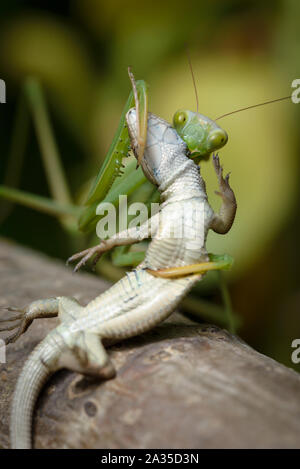 Gottesanbeterin Mantis religiosa Essen Eidechse - Stockfoto