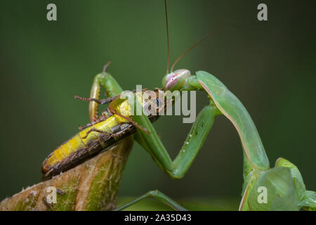 Gottesanbeterin Mantis religiosa Essen grasshopper - Stockfoto