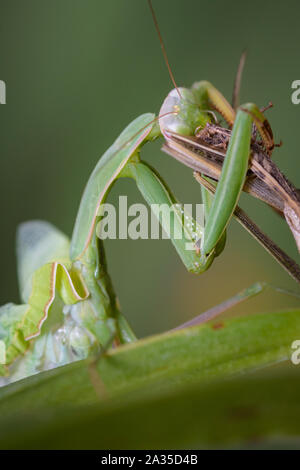 Gottesanbeterin Mantis religiosa Essen grasshopper - Stockfoto