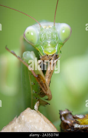 Gottesanbeterin Mantis religiosa Essen grasshopper - Stockfoto