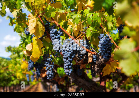 Trauben Merlot Trauben wachsen auf der Rebe in einem Weinberg Califonian. Stockfoto