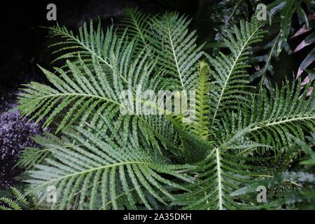Die blechnum gibbum ilver Lady' Zwerg Baumfarn. Stockfoto