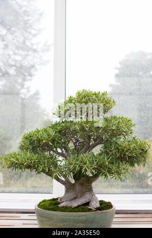 Ficus Salicaria 'schmalen Blatt Bild 'bonsai auf Como Konservatorium in St. Paul, Minnesota, USA. Stockfoto