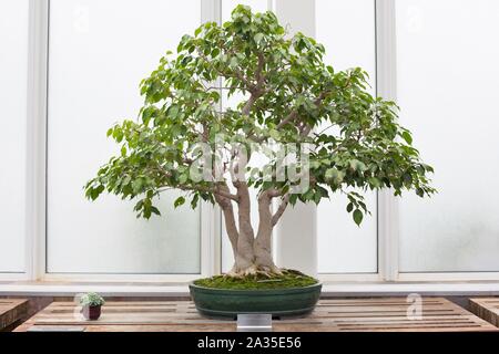 Ficus benjamina 'Weinen Bild 'bonsai auf Como Konservatorium in St. Paul, Minnesota, USA. Stockfoto