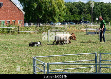 Kieldrecht, Belgien, 1. September 2019, Schäferhund treibt die Schafe zu den Hirten, die die Schafe in zwei Gruppen zu teilen Stockfoto