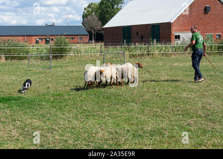 Kieldrecht, Belgien, 1. September 2019, Schäferhund läuft rund um die Schafe, um sie zusammen zu halten Stockfoto