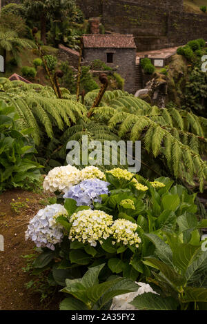 Buchsen der Hydrangea (Hortensie) Pflanzen, die in der Natur wachsen. Sie sind Symbol für die Inseln. Im Hintergrund Farn. Botanischer Garten in Nordest Stockfoto