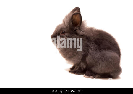 Schwarz kleine Hase isoliert auf weißem Stockfoto