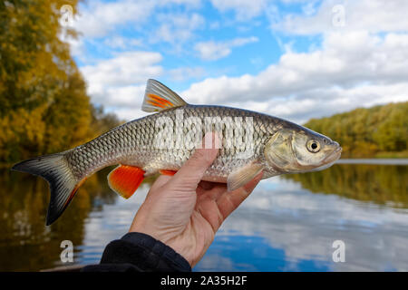 Chub Fisch im Angler's Hand, Indian Summer, HDR-Bild Stockfoto