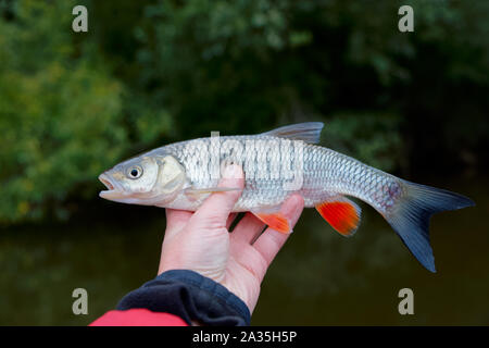 Chub in Angler's Hand gegen grünes Laub Stockfoto