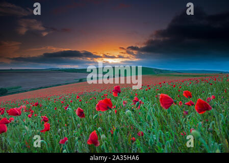 Ein Sonnenuntergang über einem Feld mit Klatschmohn - Papaver rhoeas auf der South Downs National Park, East Sussex, England, UK, Gb. Stockfoto