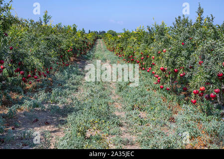 Reihen von granatapfelbäumen mit reifen Früchten an den Ästen in einem Feld. Stockfoto