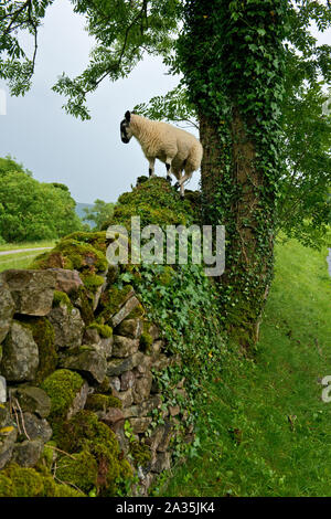 Junge Swaledale Schaf stehend auf trockenmauern Wand. Swaledale, North Yorkshire, England Stockfoto