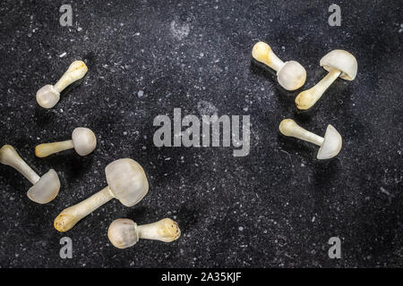 Zwei Gruppen von weissen essbare Pilze auf dunklem Hintergrund Textur. Herbst Konzept. Stockfoto