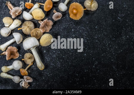 Eine Gruppe von verschiedenen essbaren und giftigen Pilzen. Herbst Hintergrund. Stockfoto